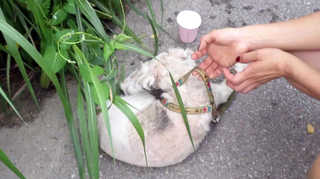 포대에 담겨 산 채로 매장된 애완견 구조 <경기