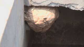 폭염에 벌집 제거요청 급증 왜? <부산