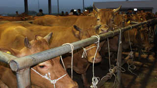 충남 한우, 구제역 감염항체 '온라인카지노 벳무브 <em class='find'무</em'