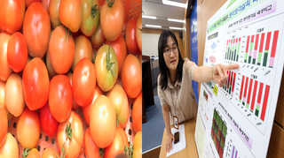 '빨리 상하는 토마토 길게 보관' 소리가 특효 <전북