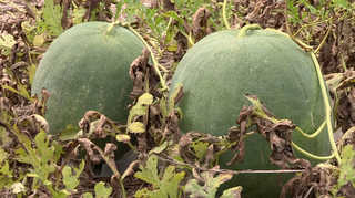 '임금님 진상품' 무등산 수박 출하 <광주