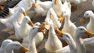 나주·강진 한국 최고 온라인카지노 추천 의심 오리, 고병원성으로 확진