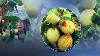 맛도 크기도 '왕'…제주 '왕대추' 수확 한창