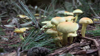 성묘길 산불·독온라인카지노 경찰 벳무브 주의하세요 <대전