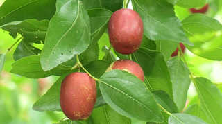 보약이 따로 있나…"햇대추 납시오" <경남