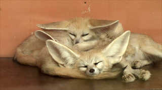 멸종위기 사막여우 새끼 출산…인천대공원 '경사