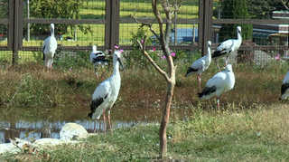 야생 방사 황새들 모두 건강…500㎞ 이동 <대전충남