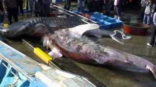 철갑둥어?…동해서 아열대 어종 잇단 출현 <부산