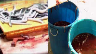 세균 우글대는 하천물로 장어 가공 업주 구속 <경기