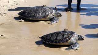 푸른바다거북 2마리 구조 1년만에 '자유' <부산