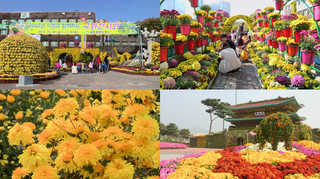 이런 선거법…"축제 후 남은 꽃 주면 불법" <온라인카지노 온카판전남