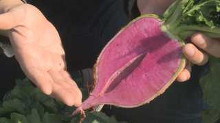 '노화방지 무ㆍ온난화 배추'…채소의 무한변신 <전북