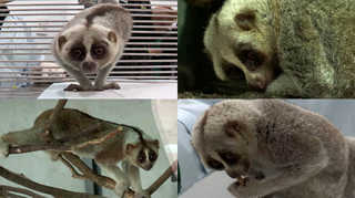 멸종위기 원숭이 도심서 잇단 발견…의혹 증폭 <부산