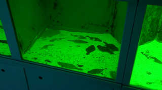 양식 물고기에게 녹색 LED 불빛이 '항생제' <부산