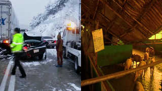 10년만의 '폭설 첫눈'…농가 피해·사고 잇따라 <전북