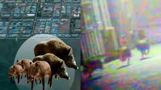 먹이 찾아? 섬에서 바다 건너온 멧돼지 가족들 <부산