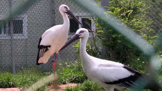 황새 1077km 논스톱 비행…세계조류사 최초 <충북