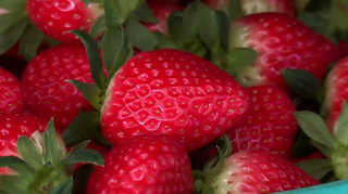 영하권 강추위 속 '초겨울 딸기' 출하 한창 <충북