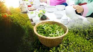 커피 인기에 침체된 '녹차' 부활 꿈꾸다 <온라인카지노 쿠폰