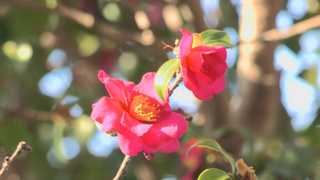 "한온라인카지노 총판 벳위즈 맞아?"…이상고온에 봄꽃 '활짝' <광주