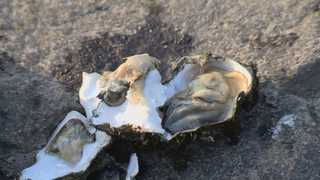 [단독] 울산 태화강에 '<em class='find'굴</em' 대량 서식 첫 확인