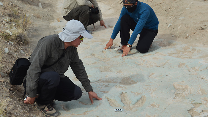 '<em class='find'온라인카지노 추천 1</em 박사' 일 냈다…구애행위 흔적화석 최초발견