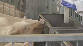 '온라인카지노추천복지로 악취 잡는다' 냄새 잡는 친환경 축산 <전북