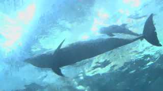 장생포 <em class='find'돌온라인카지노 실시간</em 잇단 폐사…"사육환경 바꾼다"