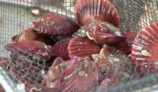 쫄깃한 겨울 별미…고성 가리비 '제철'