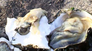 울산 태화강 하구 서식 <em class='find'굴</em '참굴ㆍ강굴' 확인