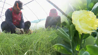 농촌 비닐하우스 안은 벌써 '봄 풍경' <충남