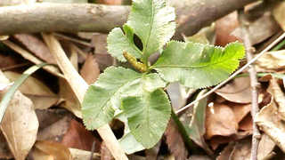 '멸종위기' 온라인카지노 가입고사리삼 최대 군락지 발견 <온라인카지노 가입
