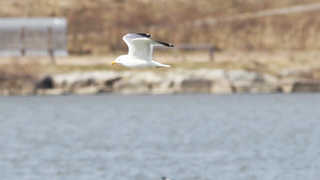 "내륙이 더 좋아요"…바다 없는 충북에 나타난 갈매기