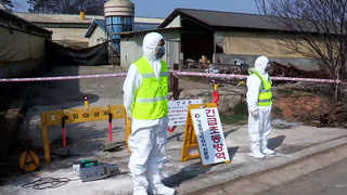 국내 최대 양돈단지 홍성서도 구제역 발생 <충남