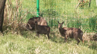 농작물 피해 주는 한라산 노루의 운명은 <제주