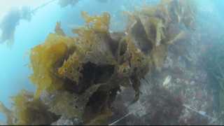 해조류 '감태'로 아토피 피부염 치료한다