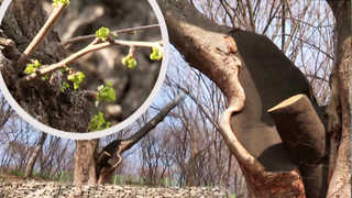 월미도 '245살 느티나무' 건강 되찾아