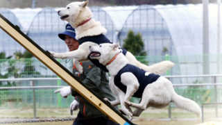 "장애물 넘고 줄넘기도 거뜬"…명품 '진도개' <전남
