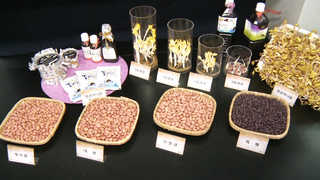 땅콩 '싹나물' 건강에 으뜸…기능성 성분 1천배 증가 <경기