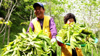 봄내음 물씬 싱싱한 옻순 수확 한창 <충북