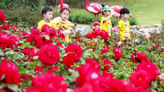 300만 송이 장미의 물결…울산장미축제 개막
