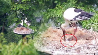 "반갑다 새끼황새야"…45년만의 자연번식 성공 <충남