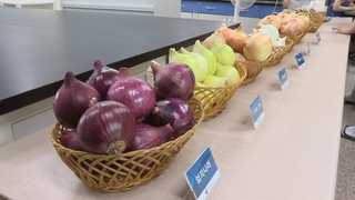 색깔따라 효능도 각각…'칼라 양파' 등장