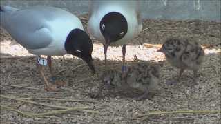 멸종위기종 검은머리갈매기 국내 처음으로 방사