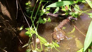 "알 낳을 데가 없어요" 서러운 맹꽁이들