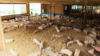 클래식 듣고 자란 돼지 "고기 맛도 좋아요"