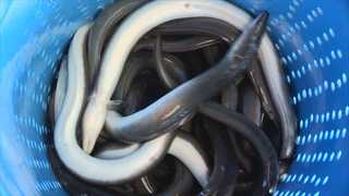 "국내산 맞아?" 보양식 민물장어 '품질 인증'