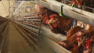 대기업에 밀려…국내 최대 '산란계 부화장' 존폐 기로