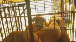 개도살장 점검해보니…감전으로 도살, 핏물은 강에 흘려