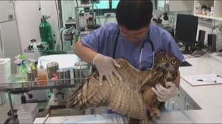 "이상고온 때문?"…야생동물 구조 건수 큰 폭 증가